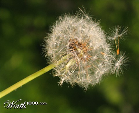 Photography by bilirubin