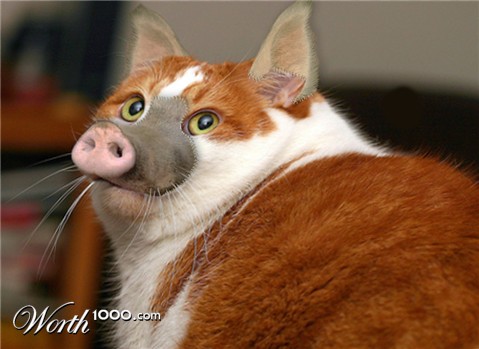 Photoshop Design by pankhurst