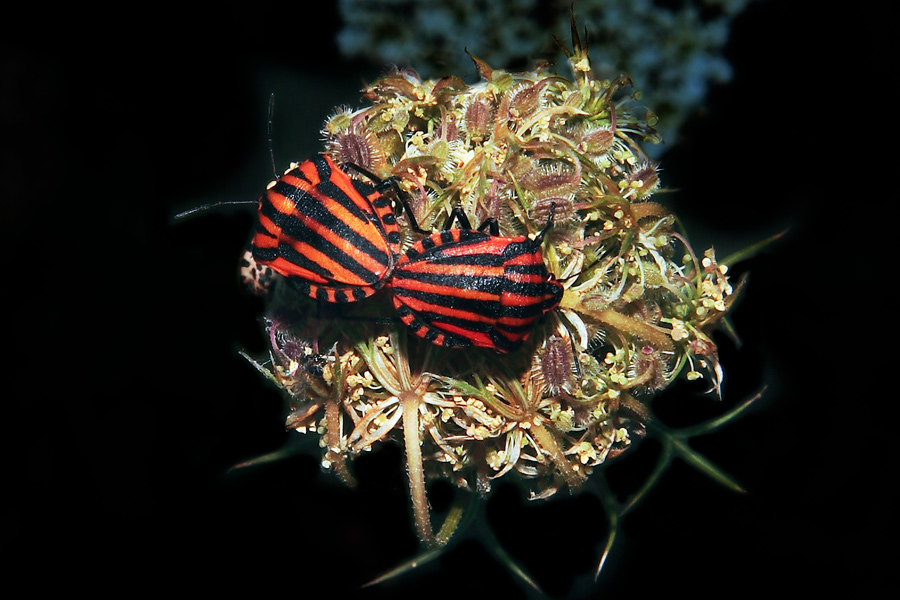 Fotografía por deltanove para DesignCrowd (Community Contests) | Diseño #8971969