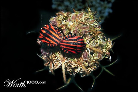 Photography by deltanove