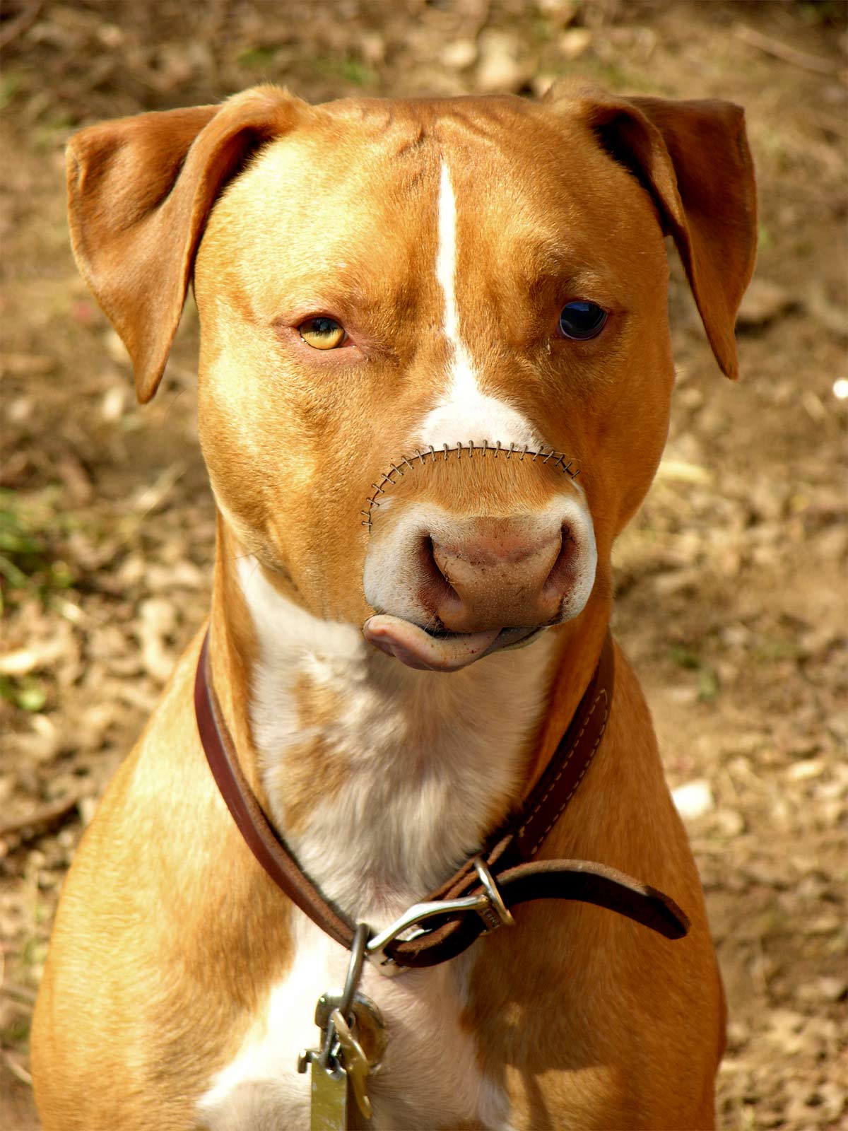 Photoshop Design by underworth for DesignCrowd (Community Contests) | Design #8966244