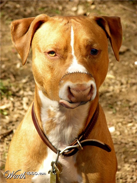 Photoshop Design by underworth