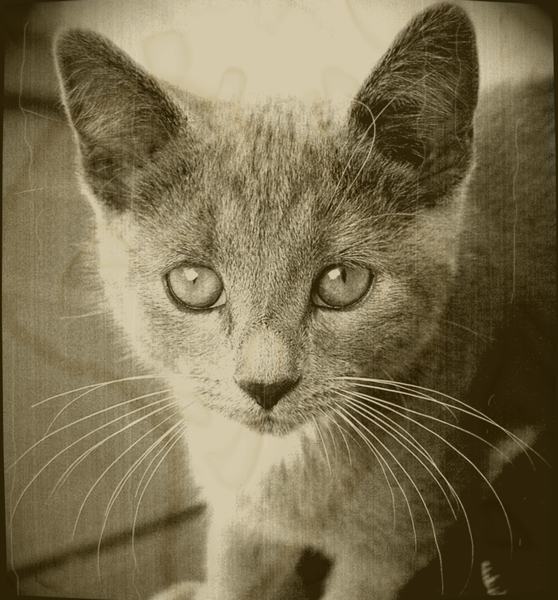 Photographie par Chimmi pour DesignCrowd (Community Contests) | Design #8969197