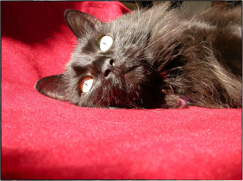 Fotografía por Crystal211 para DesignCrowd (Community Contests) | Diseño #8971998