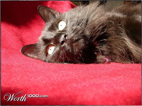 Photography by Crystal211