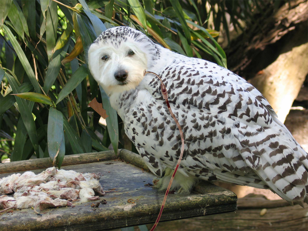 Photoshop Design by bicyclewilli for DesignCrowd (Community Contests) | Design #8966288