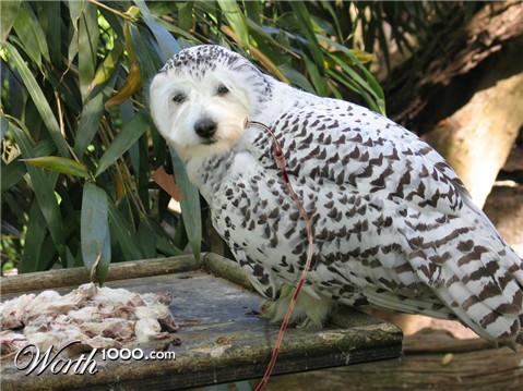 Photoshop Design by bicyclewilli