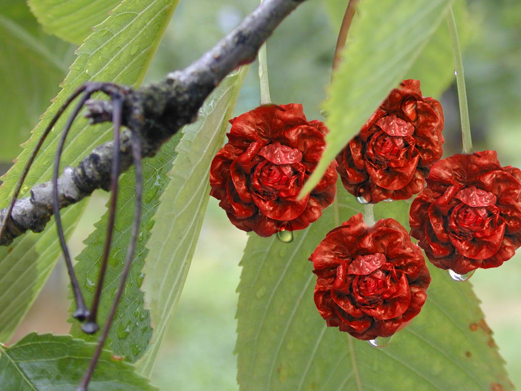 Photoshop Design by TattooedButterfly for DesignCrowd (Community Contests) | Design #8965709