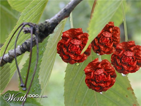 Photoshop Design by TattooedButterfly