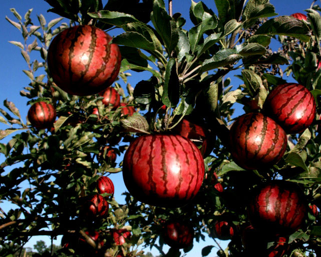 Design Photoshop par shelbyzman pour DesignCrowd (Community Contests) | Design #8965849