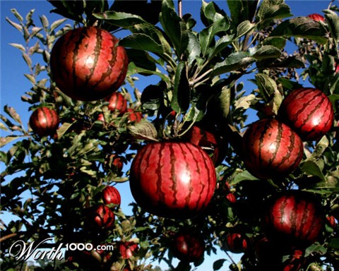 Photoshop Design by shelbyzman