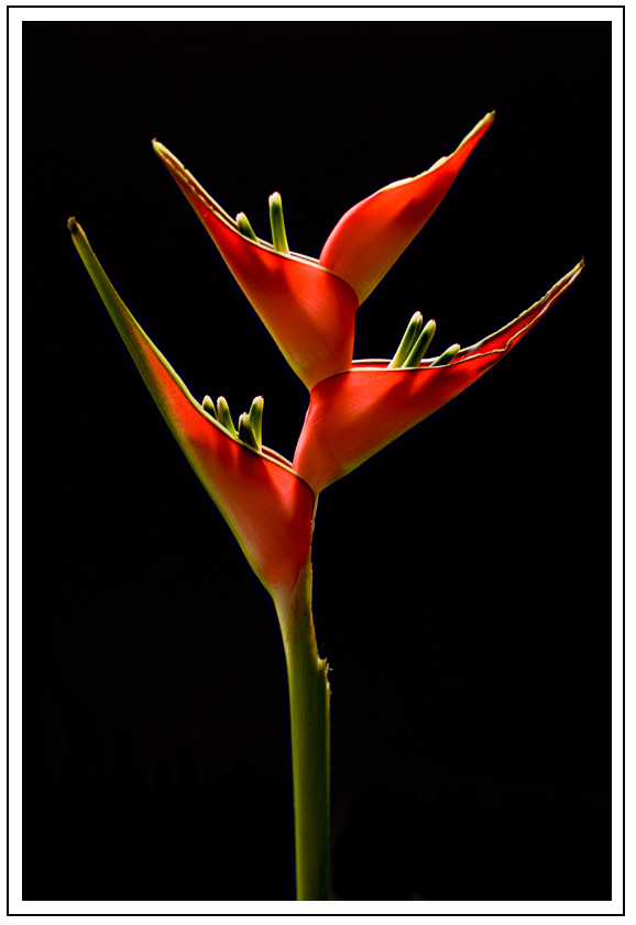 Fotografie von Marian für DesignCrowd (Community Contests) | Design #8972025