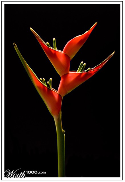 Photography by Marian