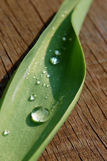 Photography by Wytske for DesignCrowd (Community Contests) | Design #8965067