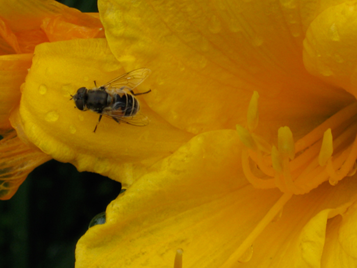 Fotografie von bonafilia für DesignCrowd (Community Contests) | Design #8965080