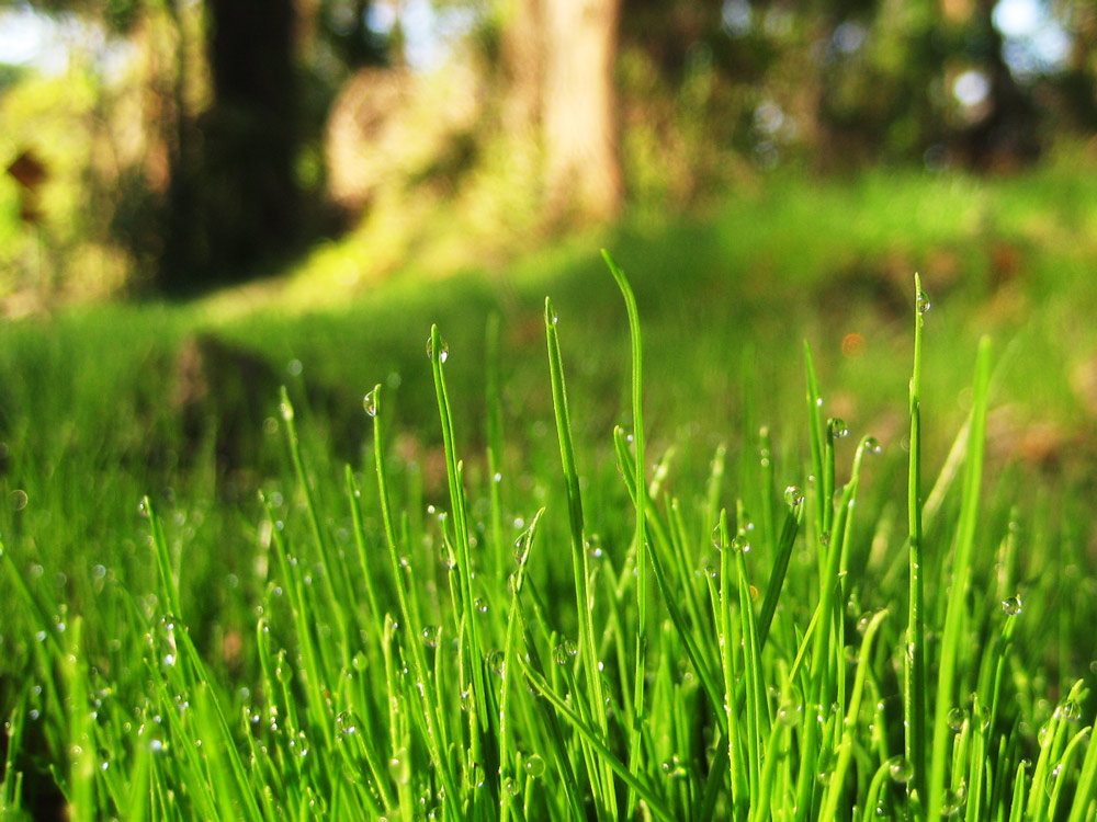 Fotografía por hollistereagle8 para DesignCrowd (Community Contests) | Diseño #8965075