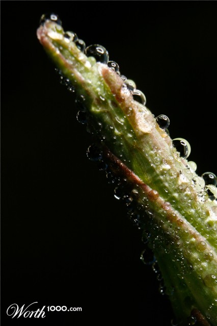 Photography by pbennett