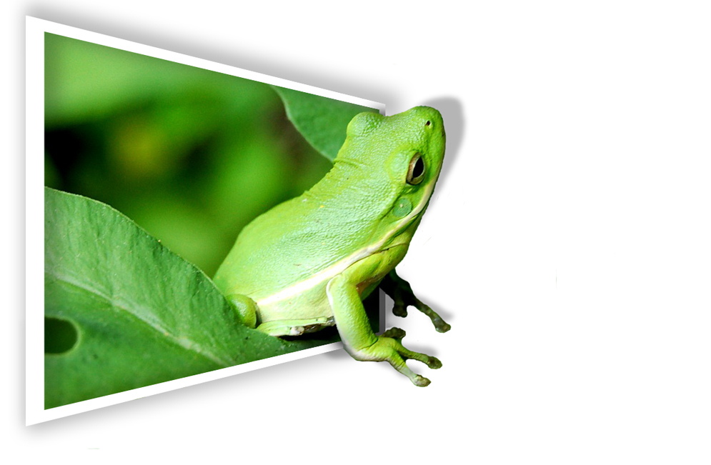 Photoshop-Design von frogfreak99 für DesignCrowd (Community Contests) | Design #8964547