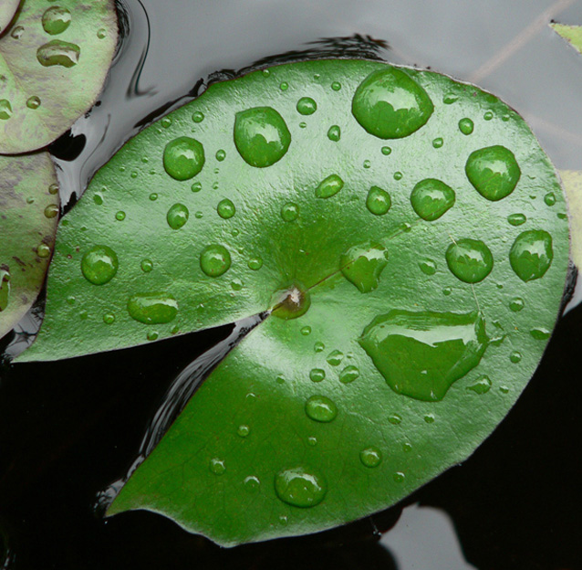 Fotografía por justju para DesignCrowd (Community Contests) | Diseño #8965105