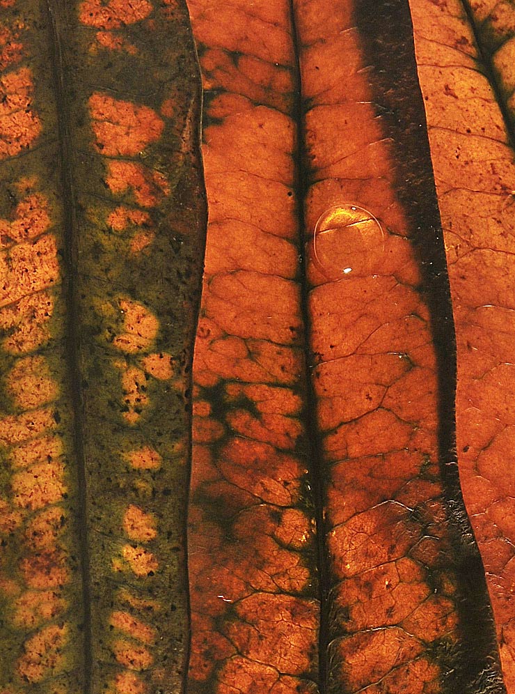 Photographie par Isabella2006 pour DesignCrowd (Community Contests) | Design #8965089