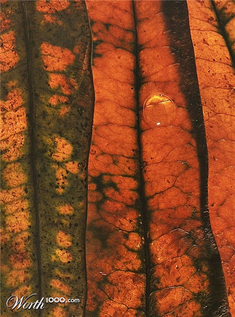 Photography by Isabella2006