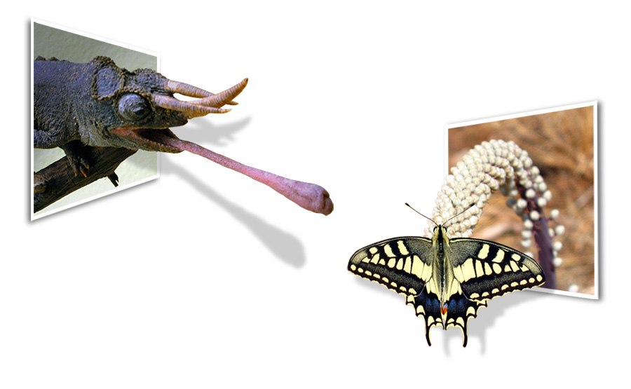 Photoshop-Design von linnylou1965 für DesignCrowd (Community Contests) | Design #8964578