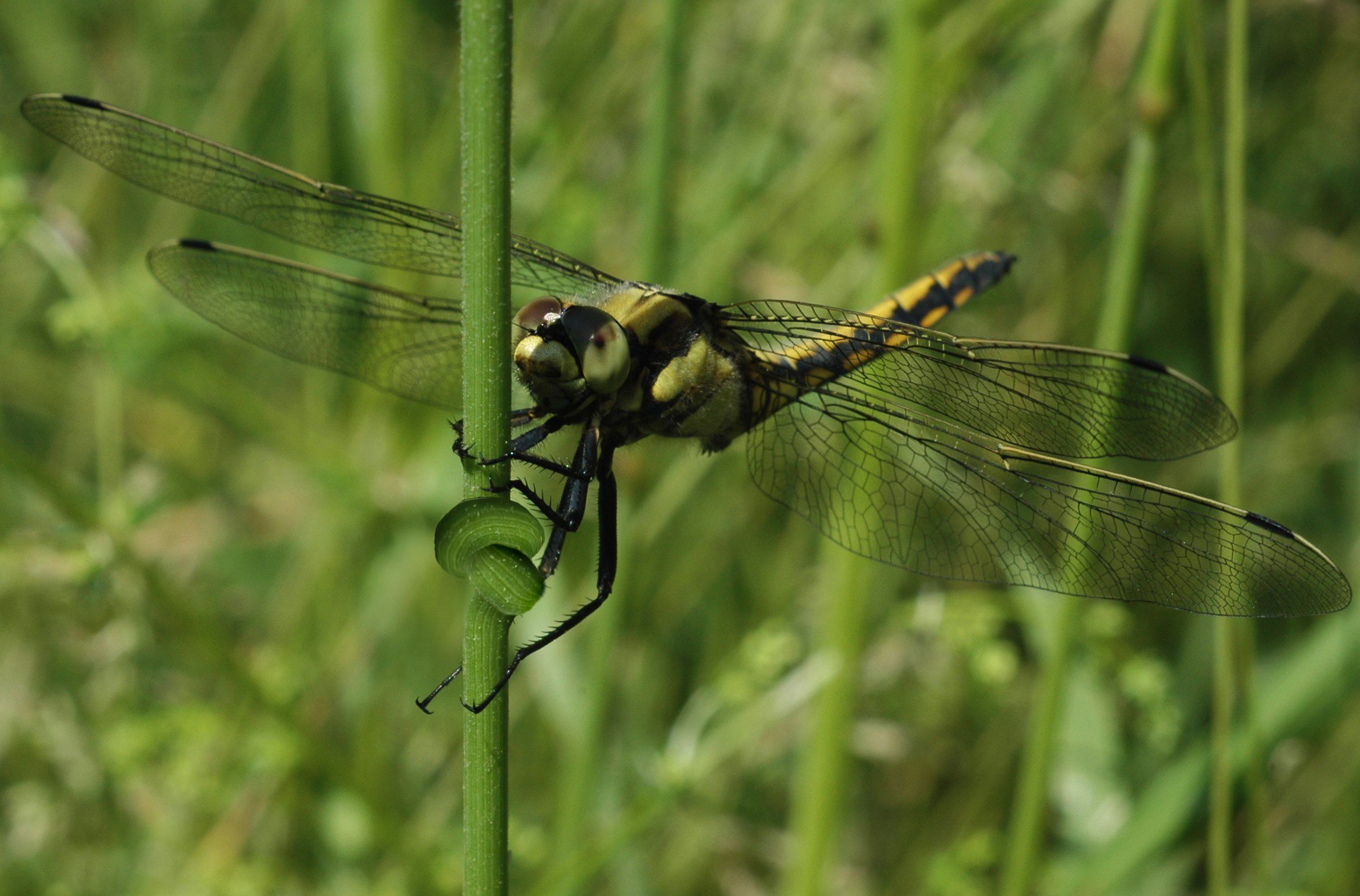 Photoshop Design by Weaverchilde for DesignCrowd (Community Contests) | Design #8963754