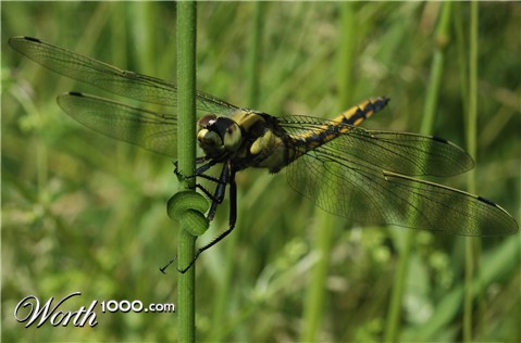 Photoshop Design by Weaverchilde