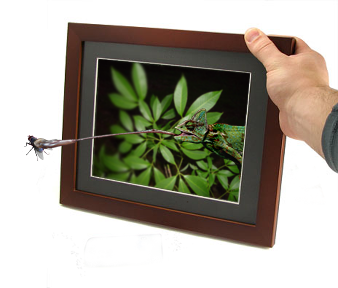 Photoshop Design by Sillyboi for DesignCrowd (Community Contests) | Design #8964847