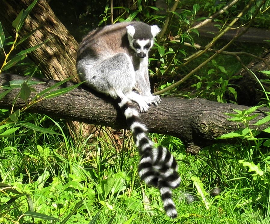 Photoshop Design by lucimine for DesignCrowd (Community Contests) | Design #8963769