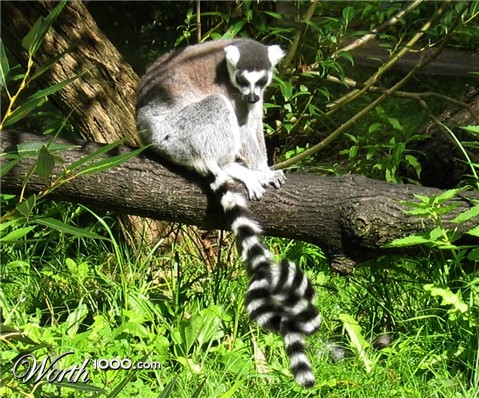 Photoshop Design by lucimine