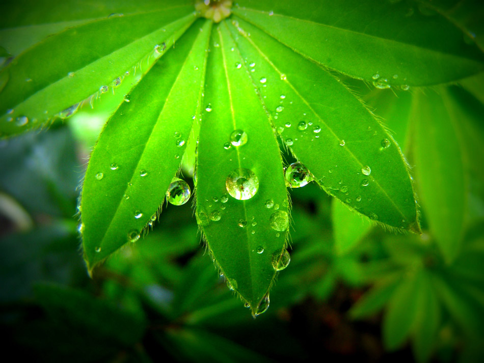 Photography by fujiellena for DesignCrowd (Community Contests) | Design #8965140