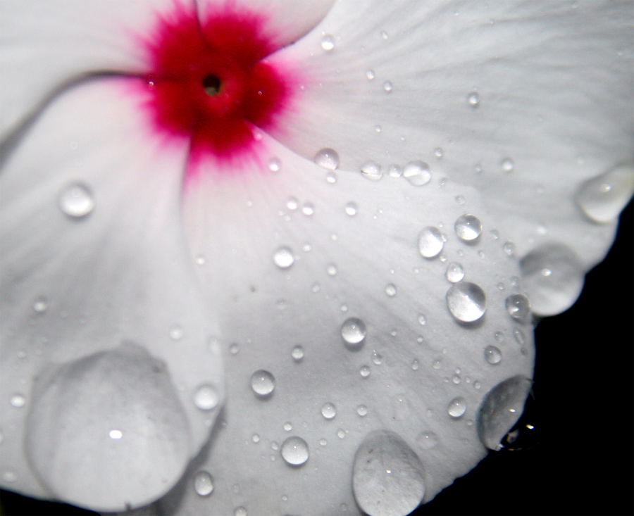 Photography by dhoovey for DesignCrowd (Community Contests) | Design #8965142