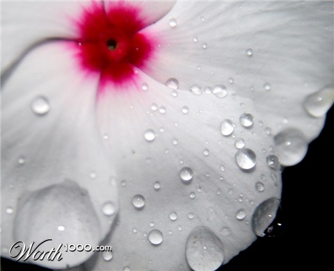 Photography by dhoovey