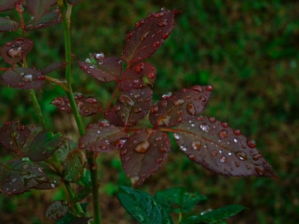 Fotografía por Eirita para DesignCrowd (Community Contests) | Diseño #8965132