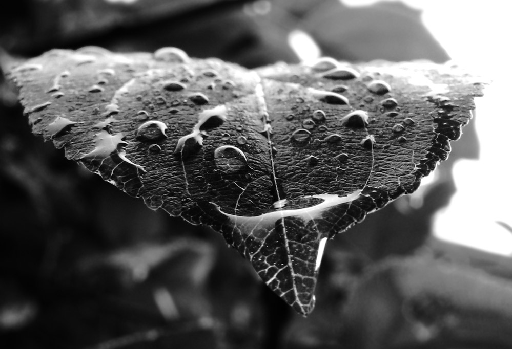 Photography by pwis0807 for DesignCrowd (Community Contests) | Design #8965187