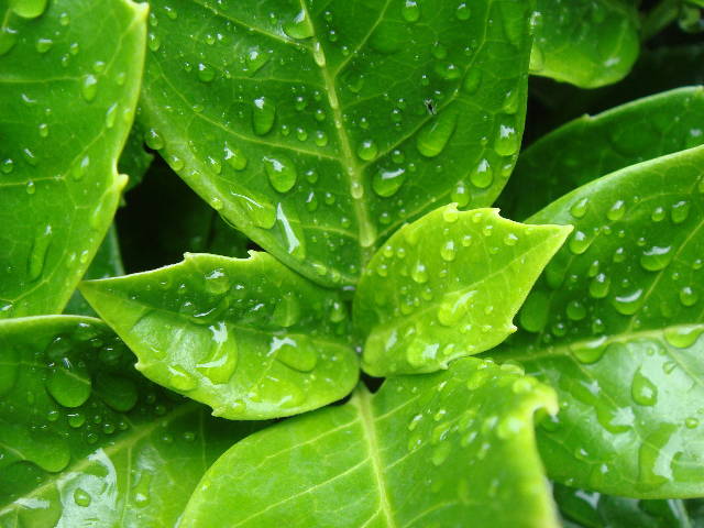 Photography by JoneSyMouSeY for DesignCrowd (Community Contests) | Design #8965206