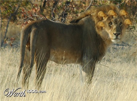 Photoshop Design by Mmbikj1