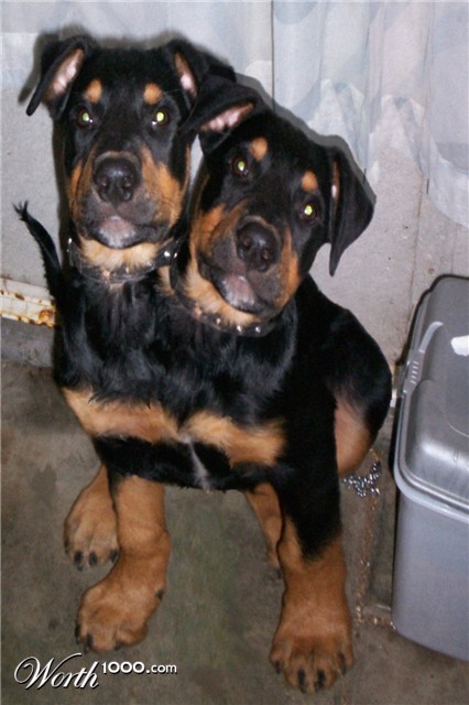 Photoshop Design by BOREDAMETHYST