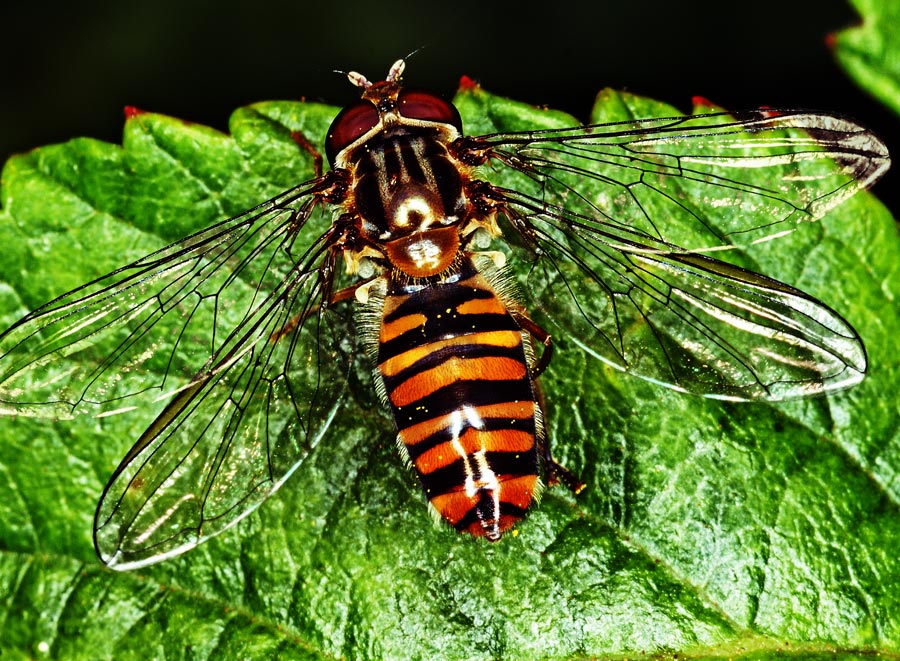 Diseño de Photoshop por Anarch para DesignCrowd (Community Contests) | Diseño #8964315