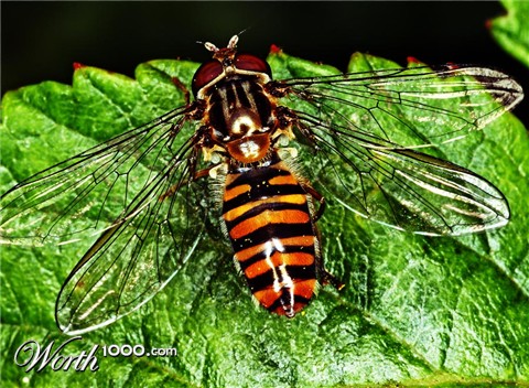 Photoshop Design by Anarch