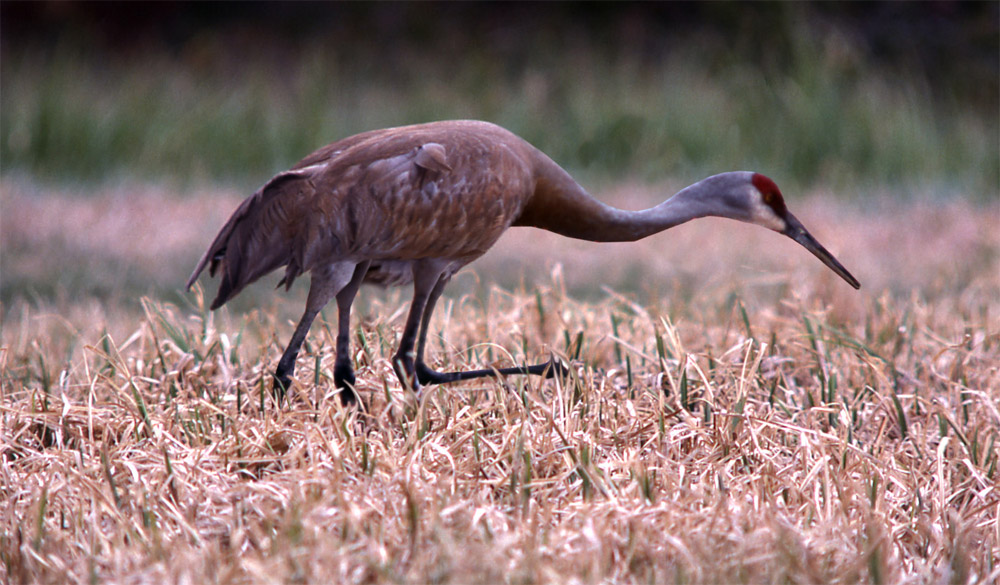 Design Photoshop par willibarb pour DesignCrowd (Community Contests) | Design #8964346