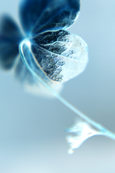 Photography by Wytske for DesignCrowd (Community Contests) | Design #8968020