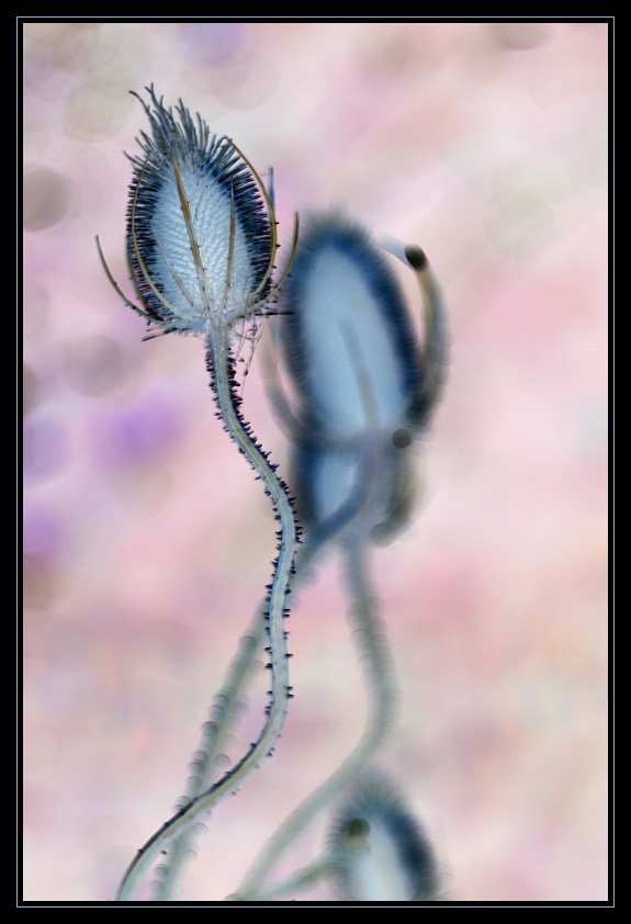 Fotografía por Awyrdo para DesignCrowd (Community Contests) | Diseño #8968037