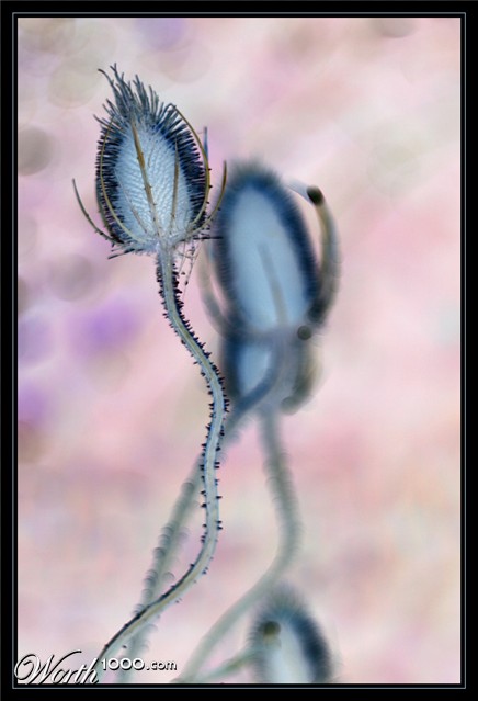 Photography by Awyrdo