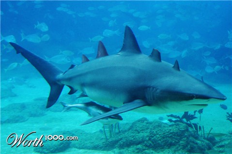 Photoshop Design by JackHex