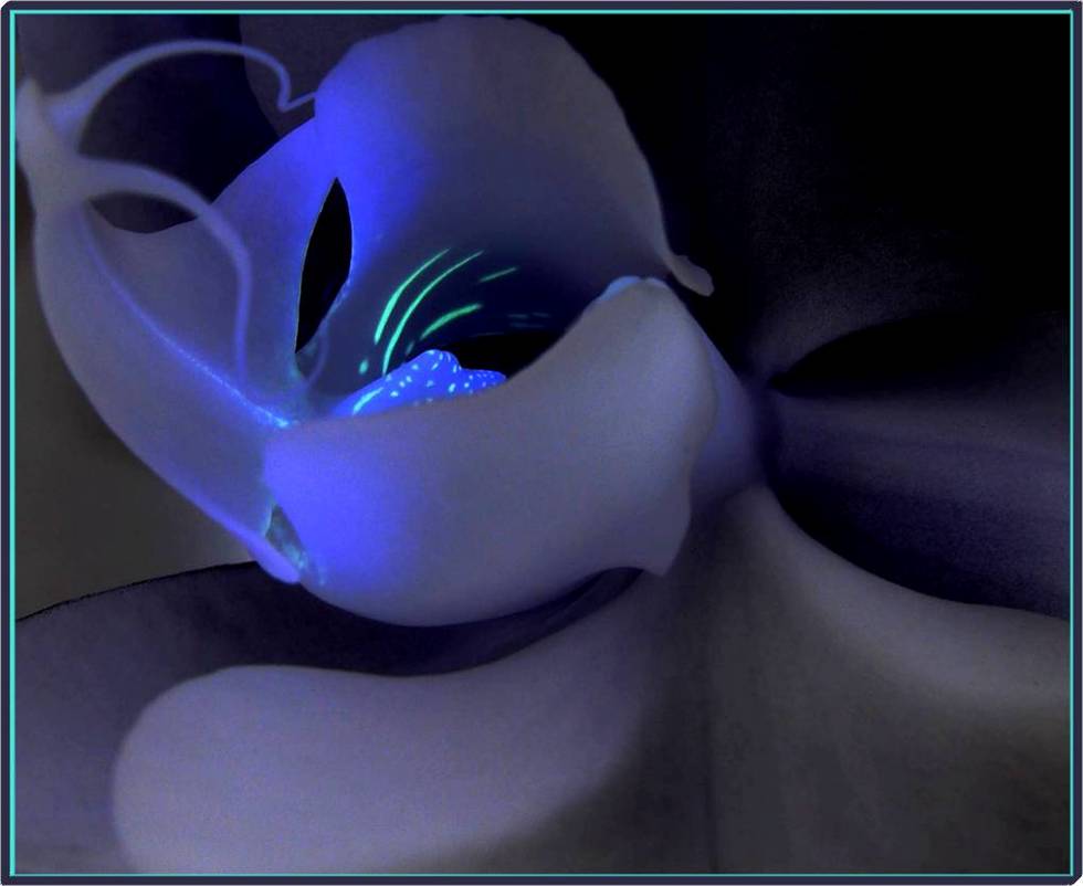 Photography by Berilu for DesignCrowd (Community Contests) | Design #8968053