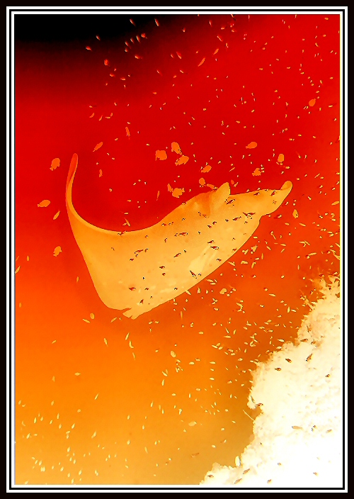 Photographie par Juicer pour DesignCrowd (Community Contests) | Design #8968095