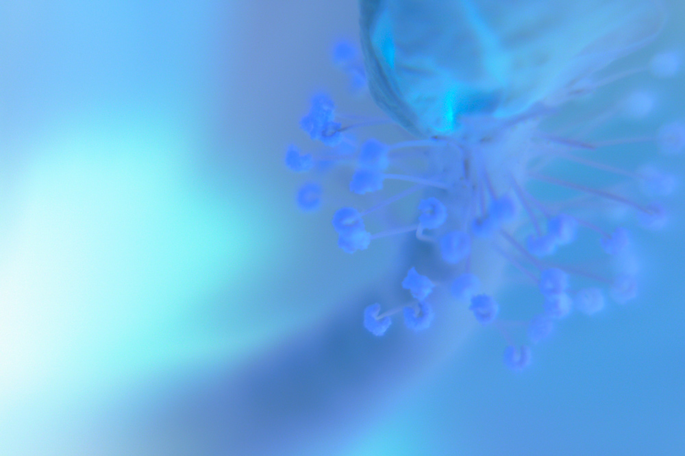 Photography by amorfic for DesignCrowd (Community Contests) | Design #8968133