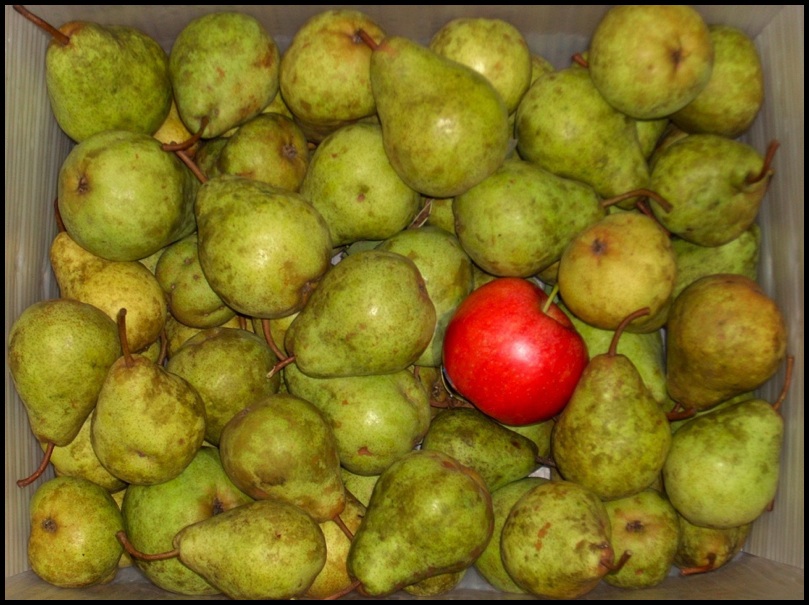 Photographie par dinosaur pour DesignCrowd (Community Contests) | Design #8964683